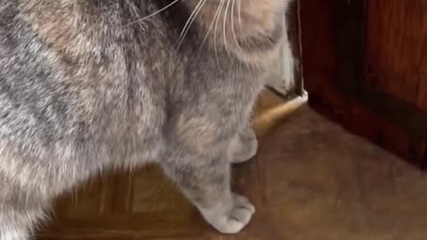 Funny cat video