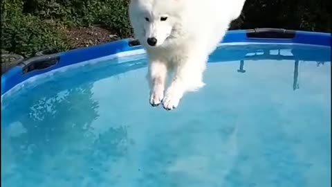 Cute dog jump in swimming pool slow motion