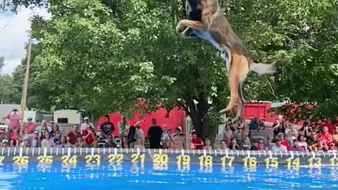 A dog that can fly