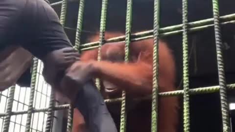 a man gets too close to a frustrated orangutan locked up in