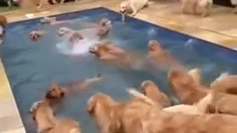 golden retriever splash to pool