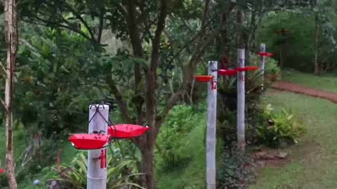 La pandemia dificulta alimentación de las aves en el "paraíso de los colibríes" de Colombia