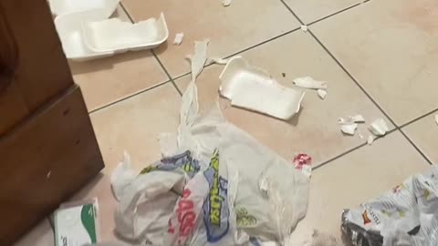 Mom Comes Home to a Mess Made by Puppy