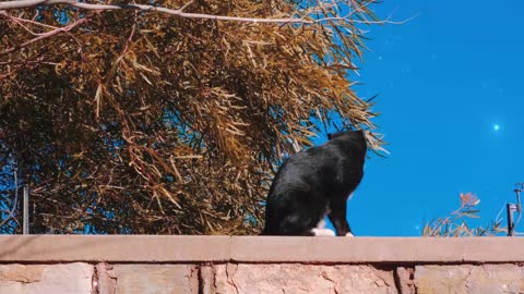 The cat sits on the wall and looks at you