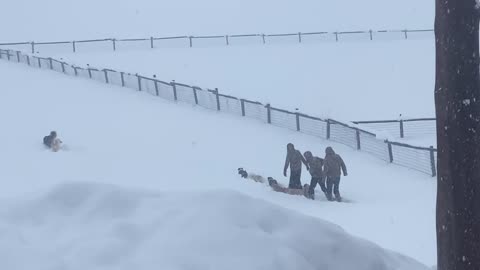 Taking puppies for a walk in the snow