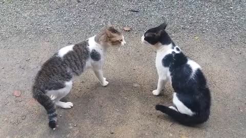 Cats Fighting with sound - Exclusive Video ( Play with full sound )