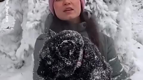 Best Friends Rottweiler And Panther