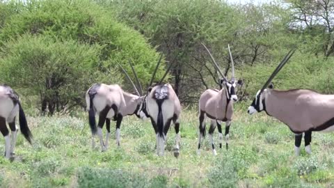 Antelope Animal World