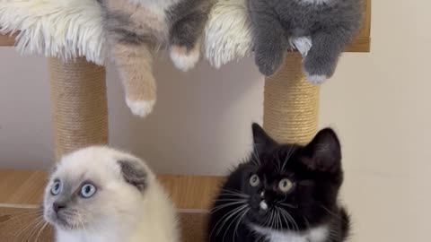 Kittens Watch in Unison