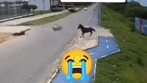 Motorcycle vs Horse