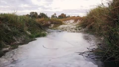 Hippo vs Lion Clan | Natural World | BBC Earth