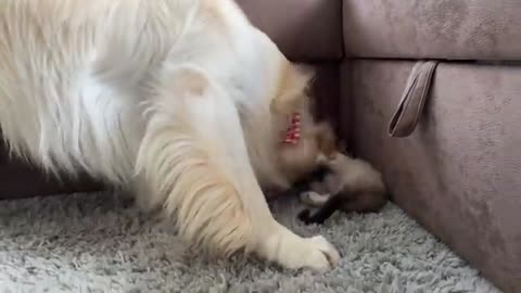 Golden Retriever wants to make friends with a Kitten