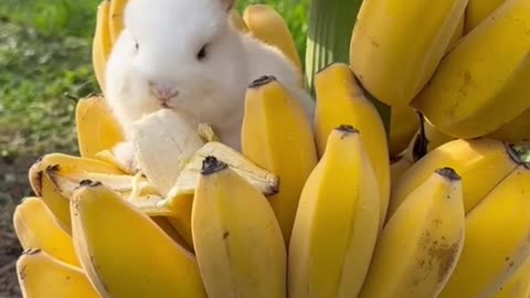 Cute Pet moments || cute rabbit || eating time