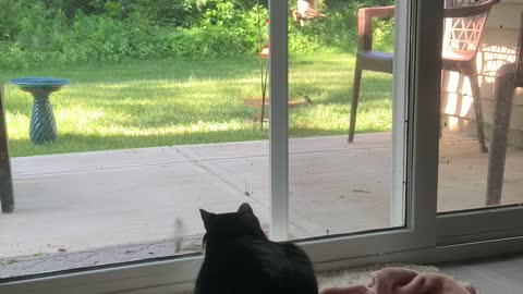 Chipmunk Teases Cat at Door