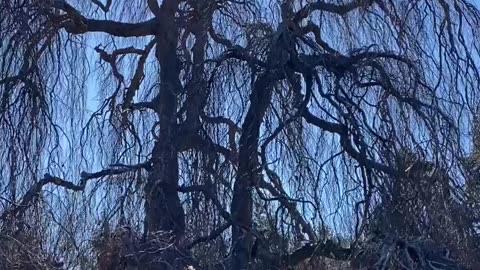 TREE SILHOUETTE