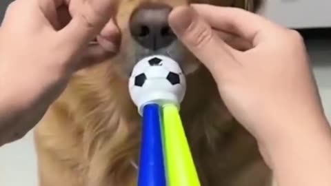 Funny Animals Video