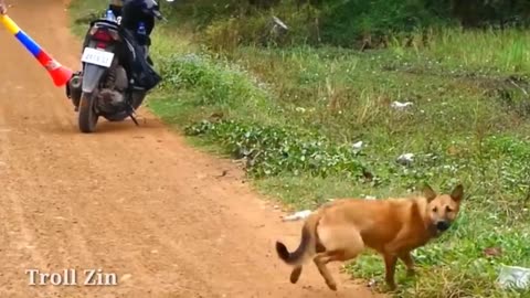 Troll Prank Dog & Fake Lion and Fake Tiger Prank To Dog, Cat | Funny Videos Troll 2023