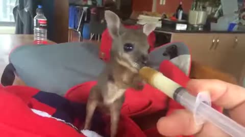 Baby Kangaroo feeding Day Using Disposable Syringe