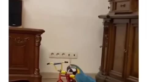 Parrot doesn't share his bike.