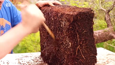 How A Bonsai Tree Is Professionally Restored Refurbished