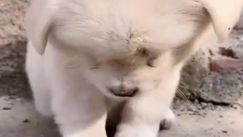 Cute Baby Dog Funny Animals