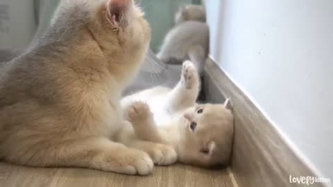 The way the mother cat loves her kitten is very strongly