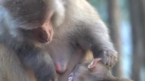 Baby Monkey with his cute mom