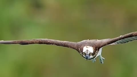 Watch an eagle attack on prey in a very beautiful sea