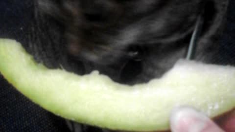 Cat goes crazy whith melon