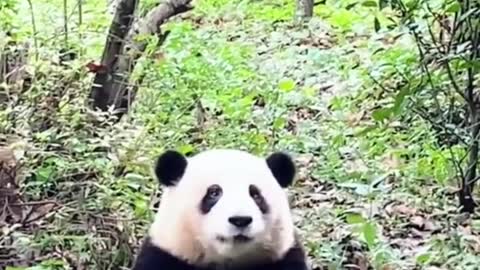 The joy of a panda's life is to eat bamboo shoots!