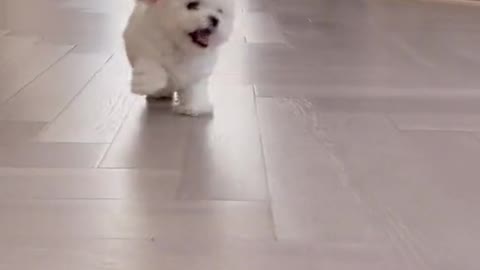 Cute puppy playing