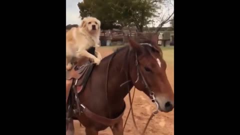 DOG RIDES HORSE 🤣