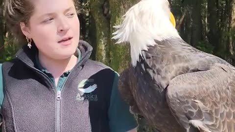 Why are they called "bald" eagles?