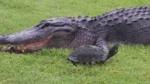 Turtle Vs crocodile