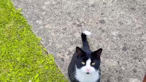 Lovely cat but very angry