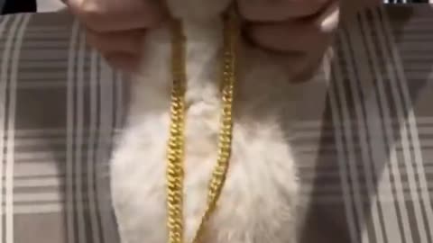 Cute cat belly dance