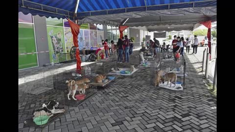 Animal (Puppies & Kittens) Adoption Drive by Protem SSSGOM (Malaysian Chapter)