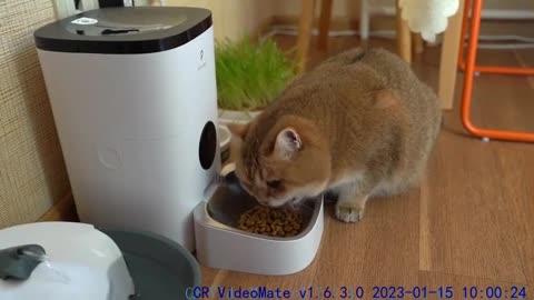 PETLIBRO Automatic Cat Feeder!