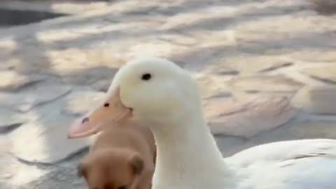 Cute dog and duck