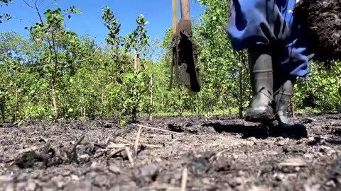 NGO plants 30,000 trees to reforest a mangrove