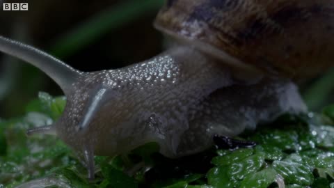 Slow down with Snails and Slugs | Relax With Nature | BBC Earth