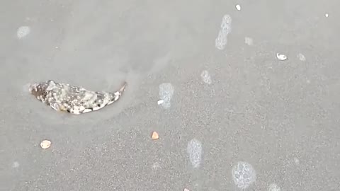 Family Saves Puffer Fish Stuck on Sandy Beach by Putting it Back in the Sea