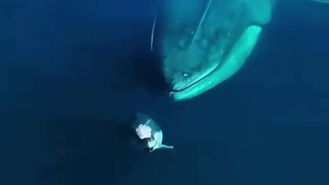 when a dolphin swims next to a large whale. great