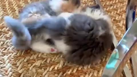 cats and kittens are playing and funny pets (naughty cats) #cats_and_kittens #cat_care