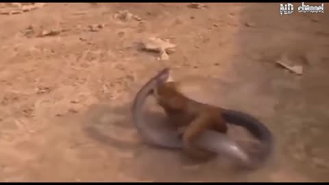 King Cobra Vs Mongoose - Cobra is Punished When Deliberately Spraying Venom Into Mongooses