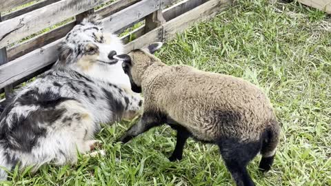 Baby Sheep Doesn't Play Nice