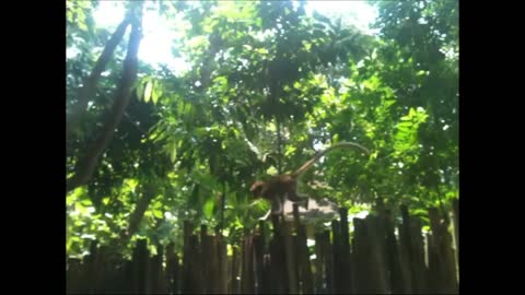 Monkeys in the forest on Phi Phi island Thailand