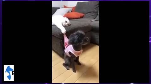 🆕Cat Having Fun With Dog Cute Dog And Cat Videos Honest Video