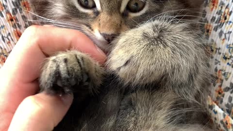 Cat purring for relaxation #asmr #cat #kitten #purringkittens #catsounds #pets #animal