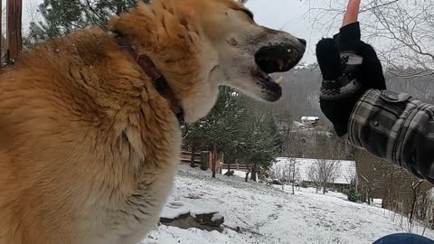 A person playing with a dog outdoors in the snowy environment